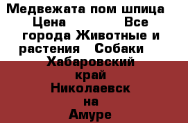 Медвежата пом шпица › Цена ­ 40 000 - Все города Животные и растения » Собаки   . Хабаровский край,Николаевск-на-Амуре г.